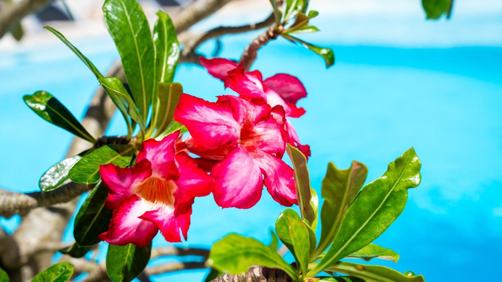 Boutique Hotel Las Flores Пунта Кана Екстериор снимка