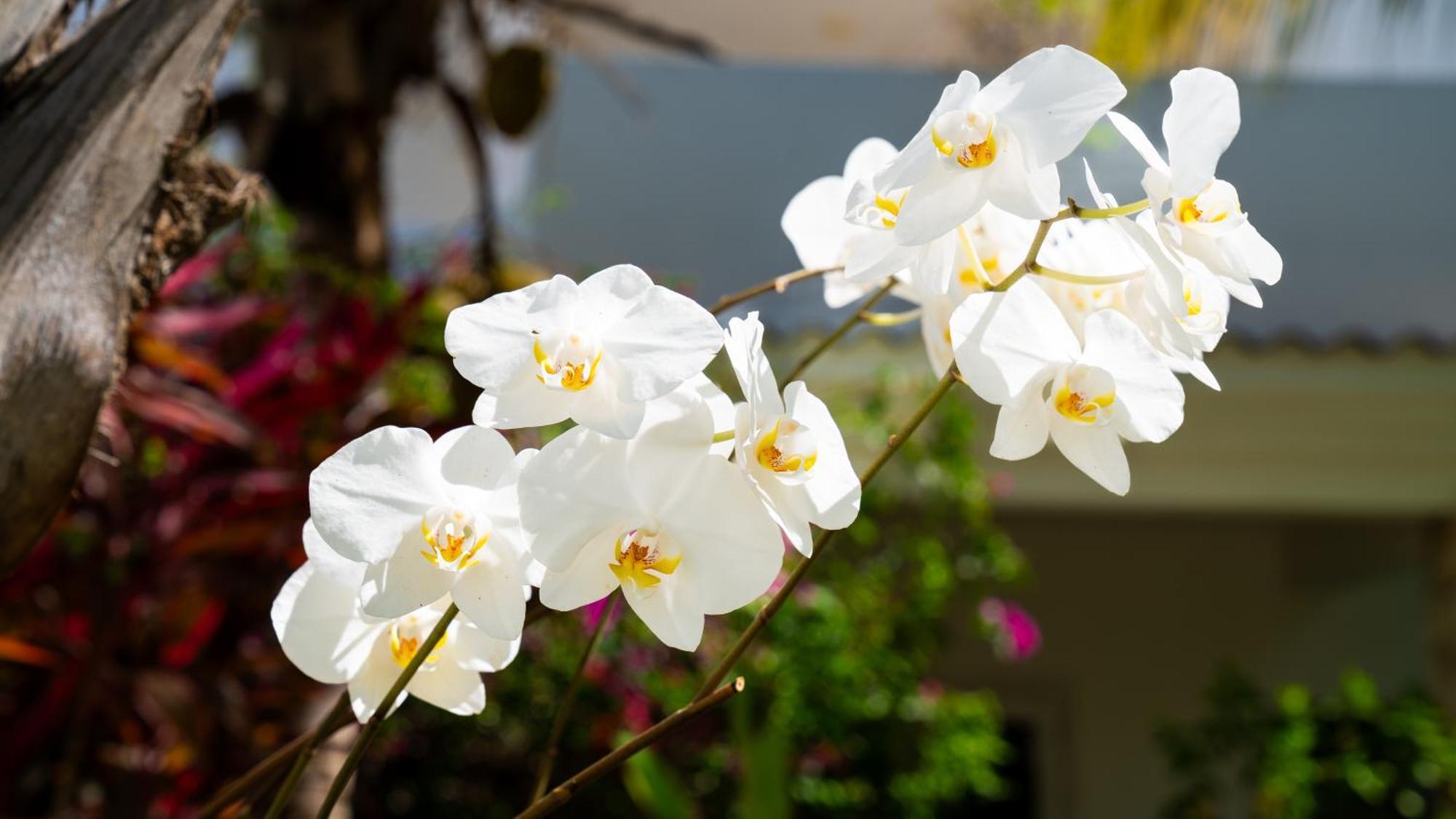 Boutique Hotel Las Flores Пунта Кана Екстериор снимка